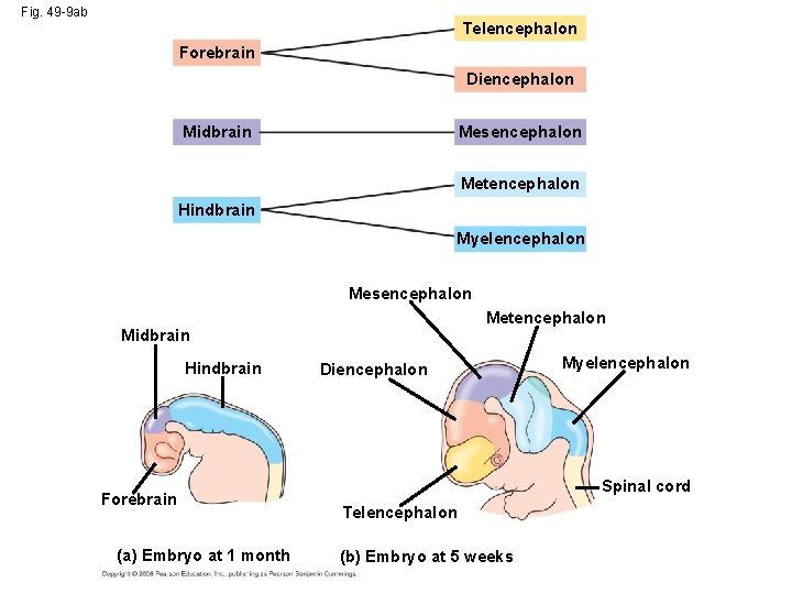 Fig. 49 -9 ab Telencephalon Forebrain Diencephalon Mesencephalon Midbrain Metencephalon Hindbrain Myelencephalon Mesencephalon Metencephalon