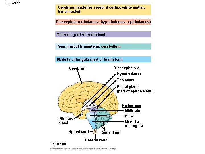 Fig. 49 -9 c Cerebrum (includes cerebral cortex, white matter, basal nuclei) Diencephalon (thalamus,