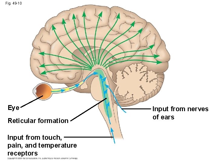 Fig. 49 -10 Eye Reticular formation Input from touch, pain, and temperature receptors Input