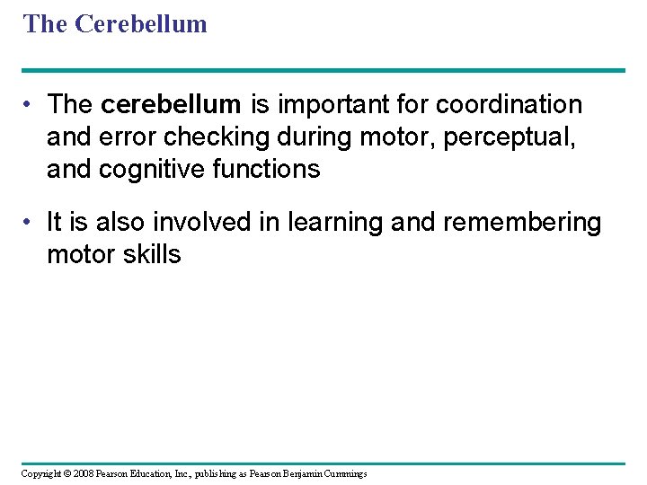 The Cerebellum • The cerebellum is important for coordination and error checking during motor,