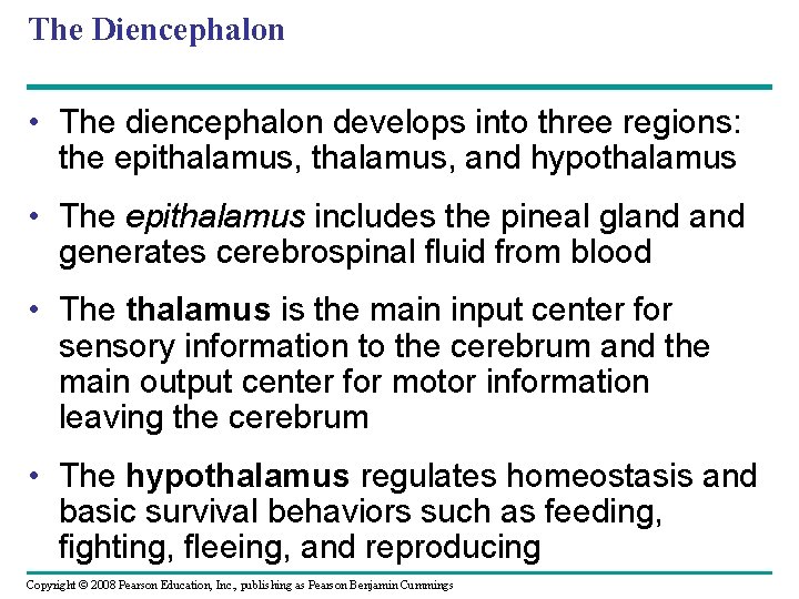 The Diencephalon • The diencephalon develops into three regions: the epithalamus, and hypothalamus •