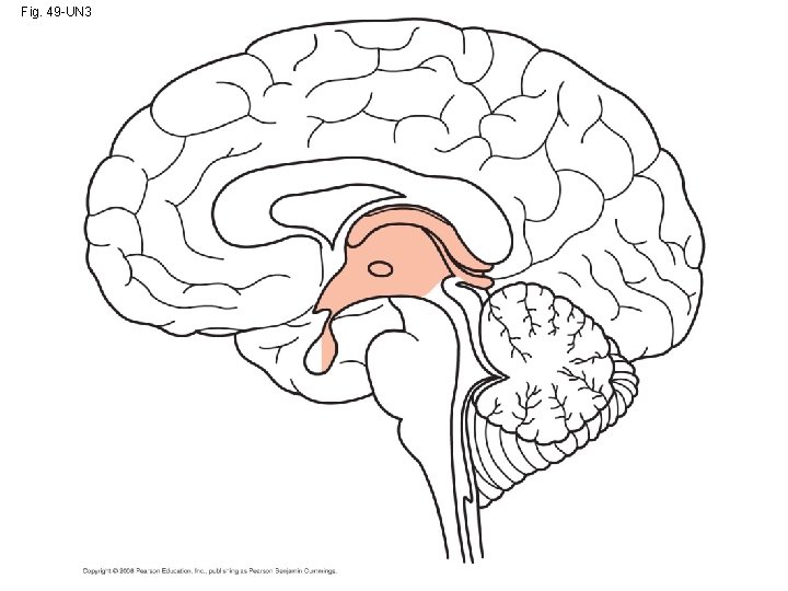 Fig. 49 -UN 3 