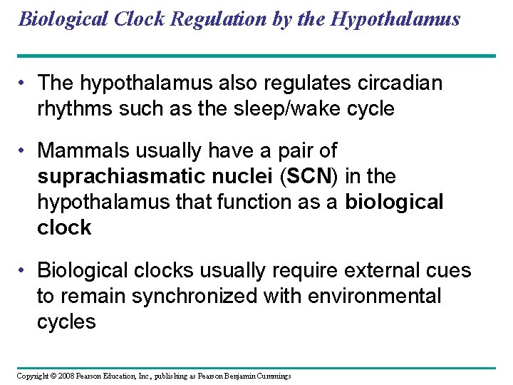 Biological Clock Regulation by the Hypothalamus • The hypothalamus also regulates circadian rhythms such