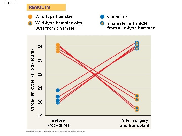 Fig. 49 -12 RESULTS Wild-type hamster with SCN from hamster with SCN from wild-type