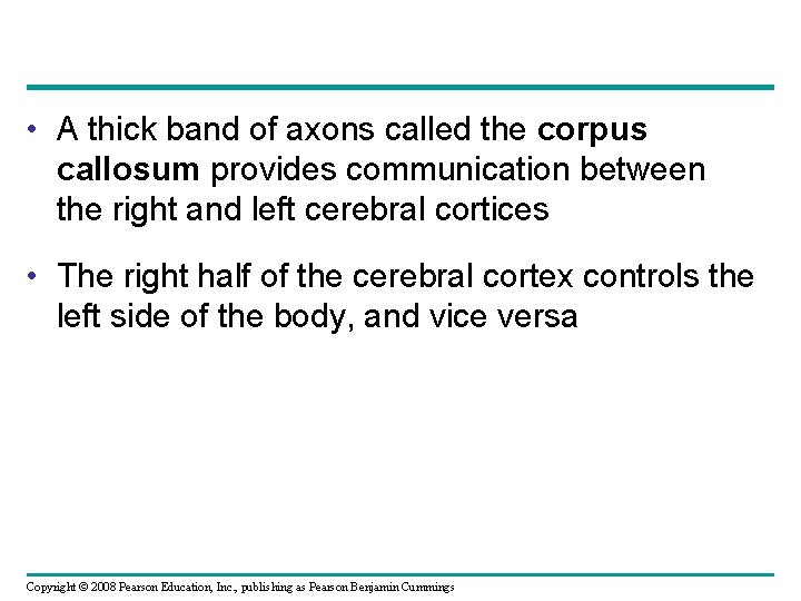 • A thick band of axons called the corpus callosum provides communication between