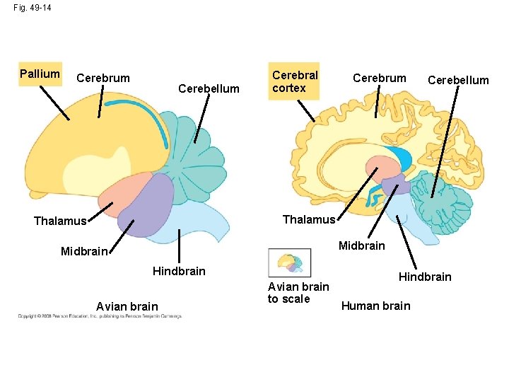 Fig. 49 -14 Pallium Cerebrum Cerebellum Cerebral cortex Cerebrum Cerebellum Thalamus Midbrain Hindbrain Avian