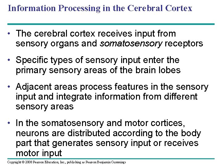 Information Processing in the Cerebral Cortex • The cerebral cortex receives input from sensory