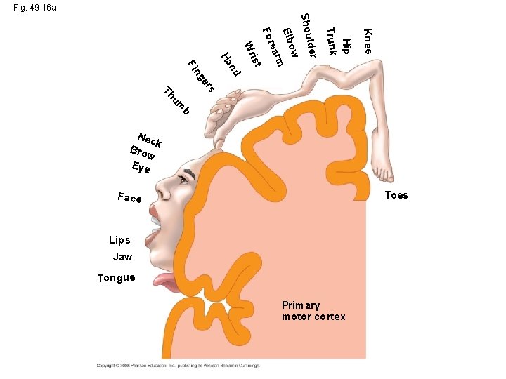 Fig. 49 -16 a Knee Hip Trunk lder Shou ow Elb m ear For