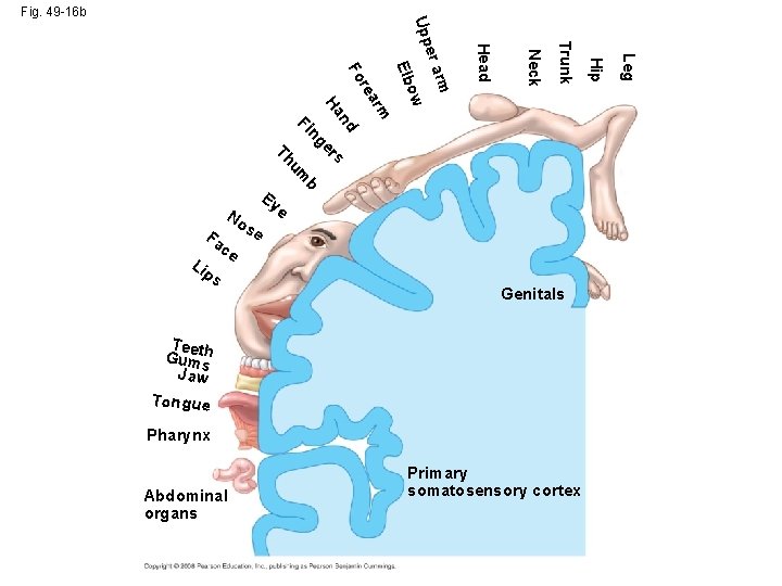 ps e se Genitals Tee Gumtsh Jaw Tongue Pharynx Abdominal organs Primary somatosensory cortex