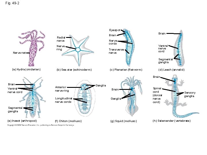 Fig. 49 -2 Eyespot Brain Radial nerve Nerve cords Nerve ring Transverse nerve Nerve