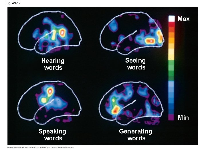 Fig. 49 -17 Max Hearing words Seeing words Min Speaking words Generating words 