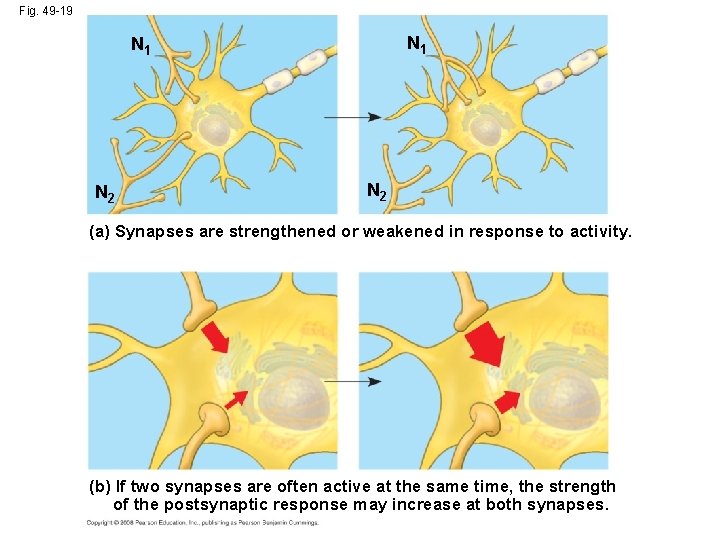 Fig. 49 -19 N 1 N 2 (a) Synapses are strengthened or weakened in