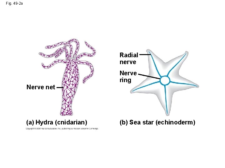 Fig. 49 -2 a Radial nerve Nerve ring Nerve net (a) Hydra (cnidarian) (b)