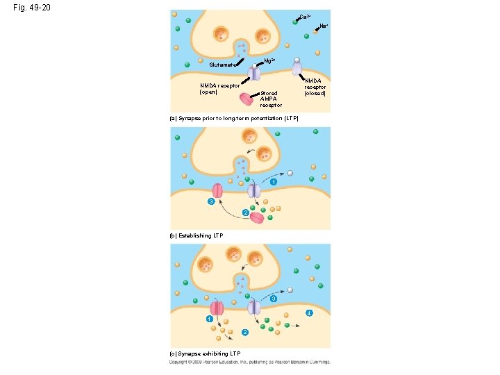 Fig. 49 -20 Ca 2+ Na+ Mg 2+ Glutamate NMDA receptor (open) Stored AMPA