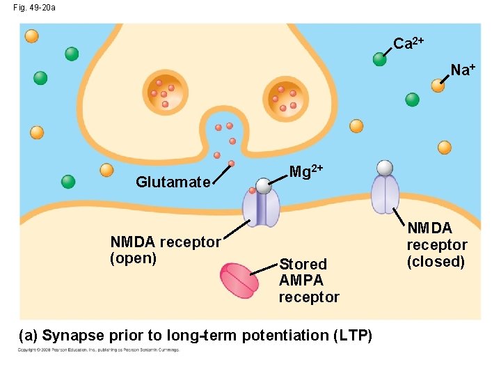 Fig. 49 -20 a Ca 2+ Na+ Glutamate NMDA receptor (open) Mg 2+ Stored