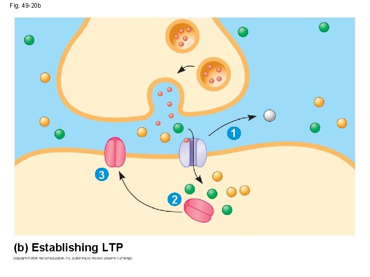 Fig. 49 -20 b 1 3 2 (b) Establishing LTP 