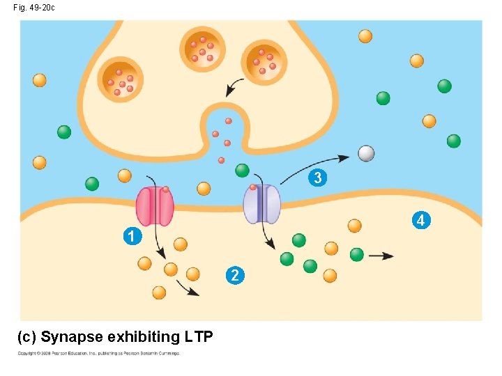 Fig. 49 -20 c 3 4 1 2 (c) Synapse exhibiting LTP 