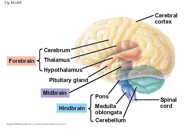 Fig. 49 -UN 5 Cerebral cortex Cerebrum Forebrain Thalamus Hypothalamus Pituitary gland Midbrain Hindbrain