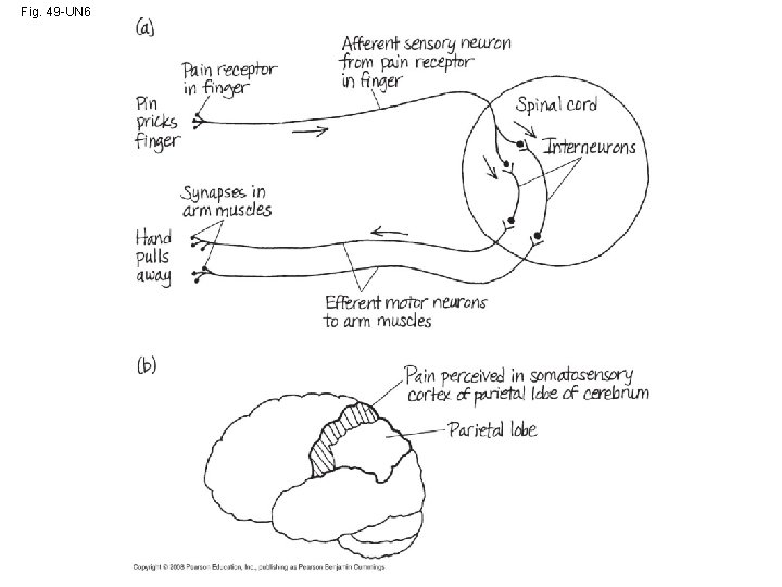 Fig. 49 -UN 6 