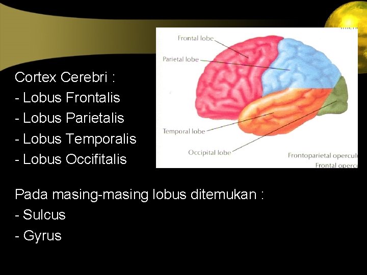 Cortex Cerebri : - Lobus Frontalis - Lobus Parietalis - Lobus Temporalis - Lobus