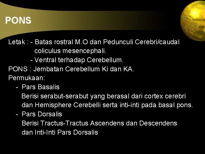 PONS Letak : - Batas rostral M. O dan Pedunculi Cerebri/caudal coliculus mesencephali. -