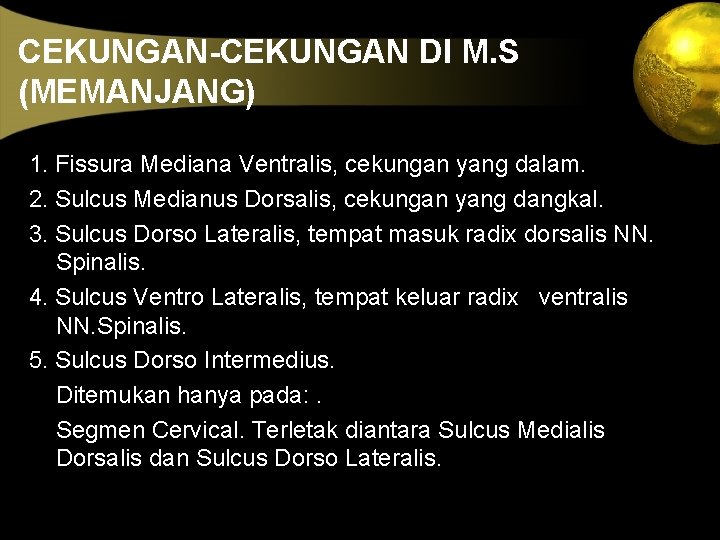 CEKUNGAN-CEKUNGAN DI M. S (MEMANJANG) 1. Fissura Mediana Ventralis, cekungan yang dalam. 2. Sulcus