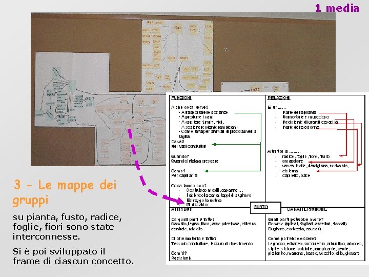 1 media 3 - Le mappe dei gruppi su pianta, fusto, radice, foglie, fiori