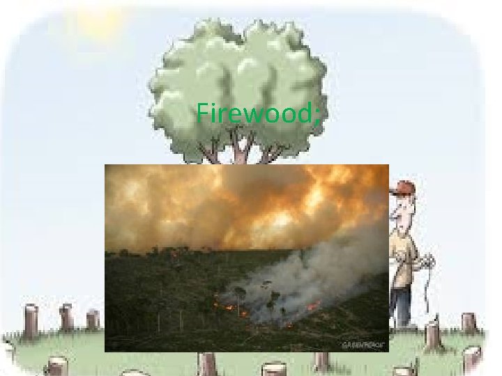  Firewood; 