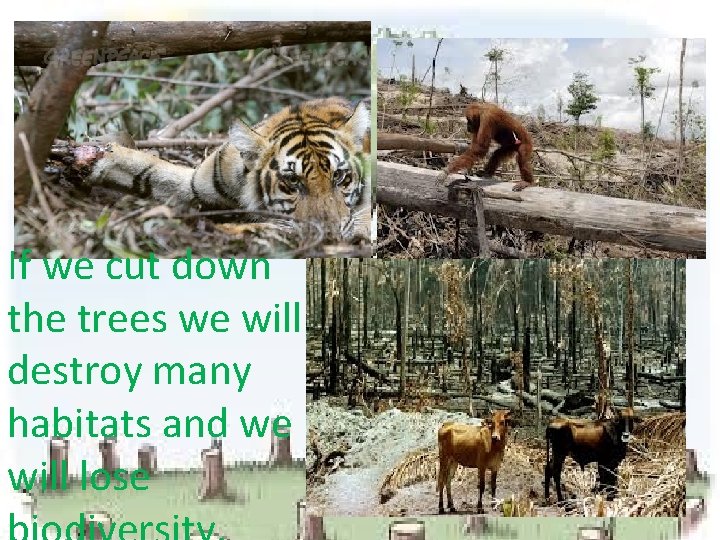 If we cut down the trees we will destroy many habitats and we will