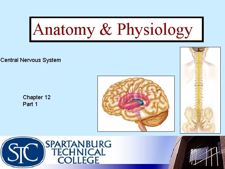 Anatomy & Physiology Central Nervous System Chapter 12 Part 1 