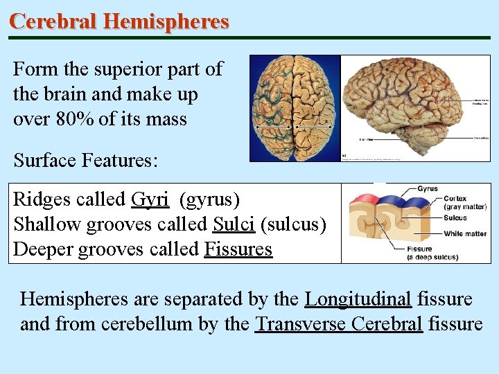 Cerebral Hemispheres Form the superior part of the brain and make up over 80%