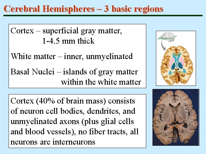 Cerebral Hemispheres – 3 basic regions Cortex – superficial gray matter, 1 -4. 5