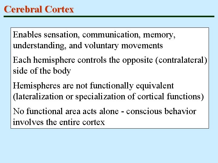 Cerebral Cortex Enables sensation, communication, memory, understanding, and voluntary movements Each hemisphere controls the