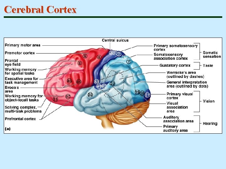 Cerebral Cortex 