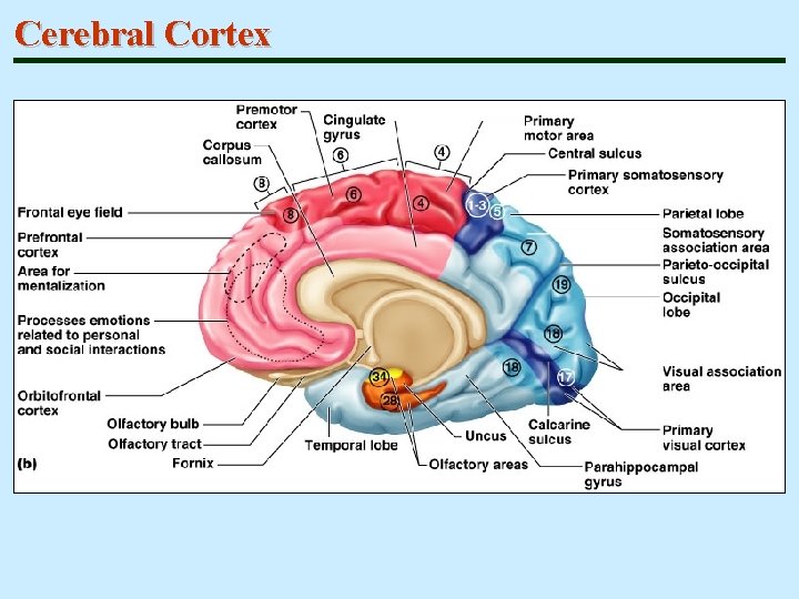 Cerebral Cortex 