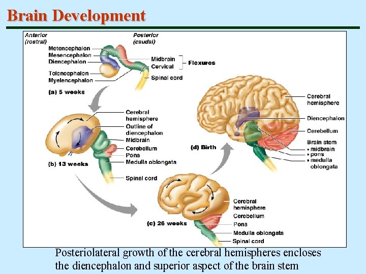 Brain Development Posteriolateral growth of the cerebral hemispheres encloses the diencephalon and superior aspect