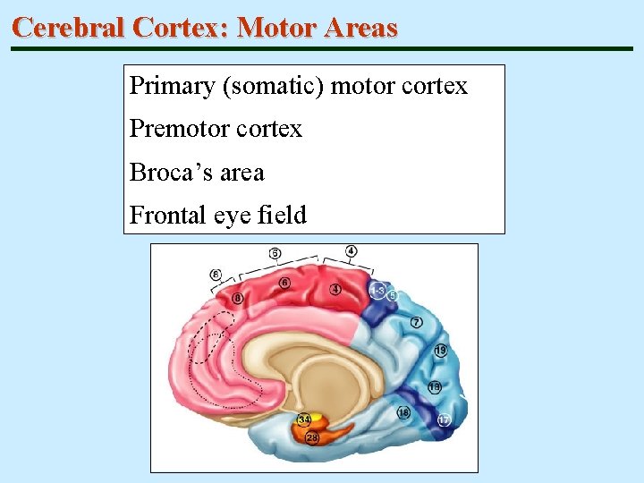 Cerebral Cortex: Motor Areas Primary (somatic) motor cortex Premotor cortex Broca’s area Frontal eye