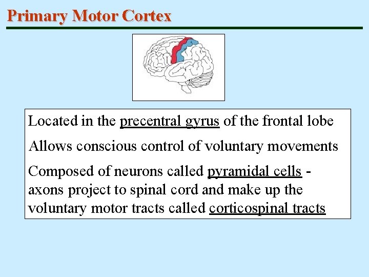 Primary Motor Cortex Located in the precentral gyrus of the frontal lobe Allows conscious