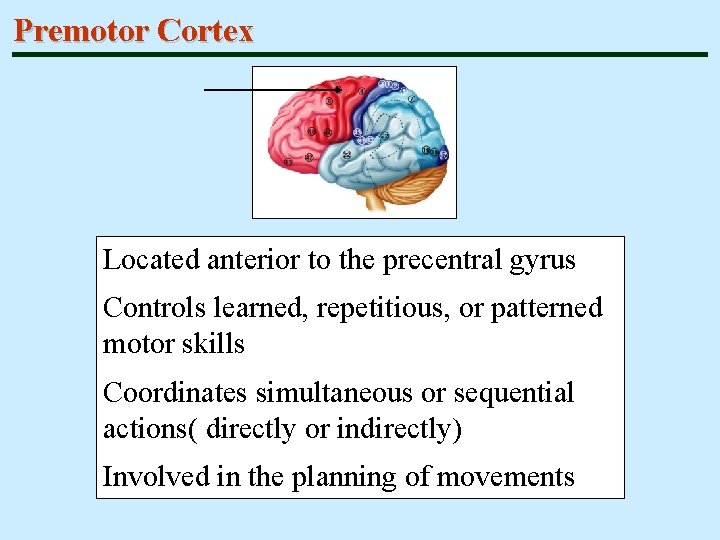 Premotor Cortex Located anterior to the precentral gyrus Controls learned, repetitious, or patterned motor