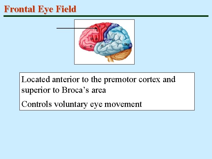 Frontal Eye Field Located anterior to the premotor cortex and superior to Broca’s area