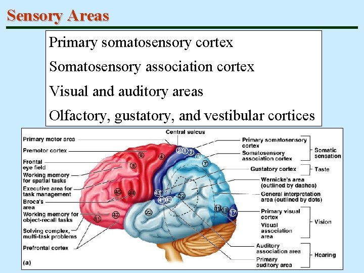 Sensory Areas Primary somatosensory cortex Somatosensory association cortex Visual and auditory areas Olfactory, gustatory,