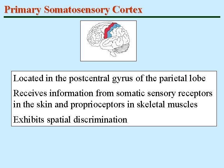 Primary Somatosensory Cortex Located in the postcentral gyrus of the parietal lobe Receives information