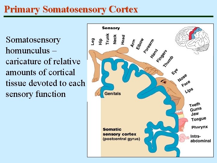 Primary Somatosensory Cortex Somatosensory homunculus – caricature of relative amounts of cortical tissue devoted