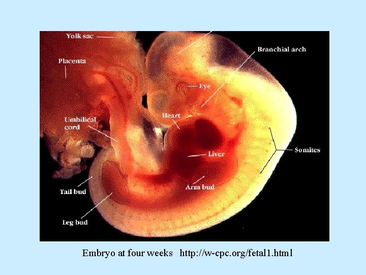 Embryo at four weeks http: //w-cpc. org/fetal 1. html 