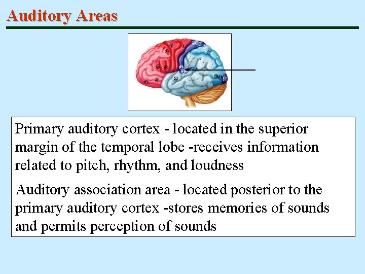 Auditory Areas Primary auditory cortex - located in the superior margin of the temporal