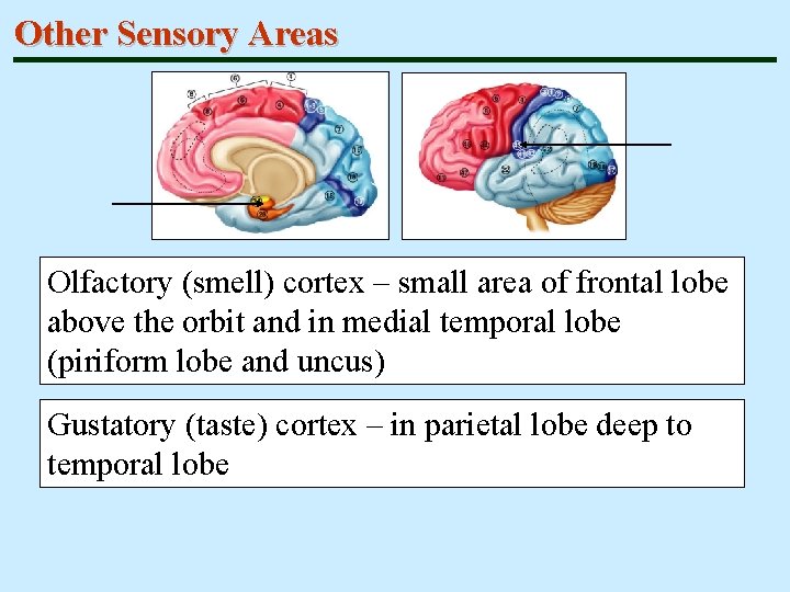 Other Sensory Areas Olfactory (smell) cortex – small area of frontal lobe above the