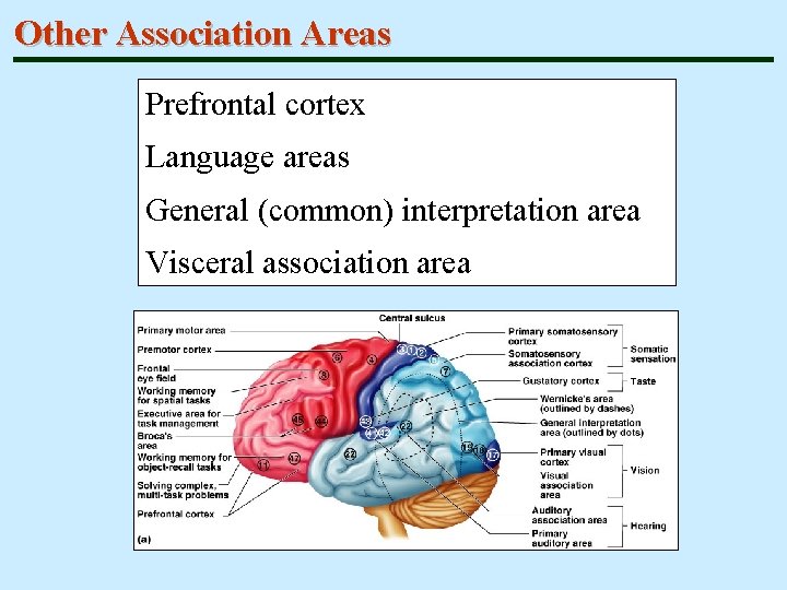 Other Association Areas Prefrontal cortex Language areas General (common) interpretation area Visceral association area