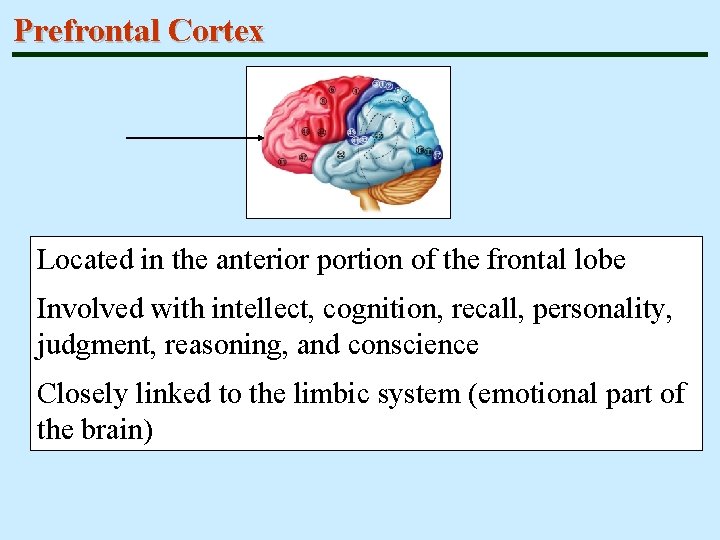 Prefrontal Cortex Located in the anterior portion of the frontal lobe Involved with intellect,