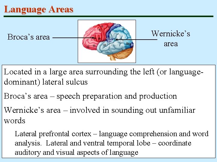 Language Areas Broca’s area Wernicke’s area Located in a large area surrounding the left