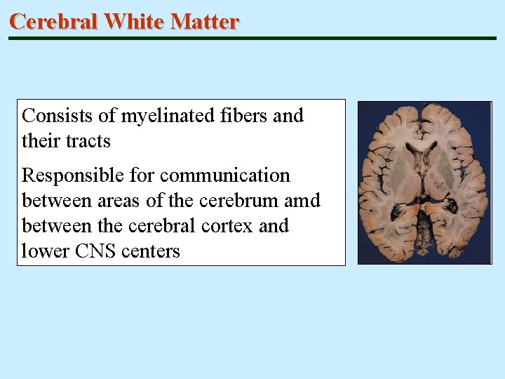 Cerebral White Matter Consists of myelinated fibers and their tracts Responsible for communication between